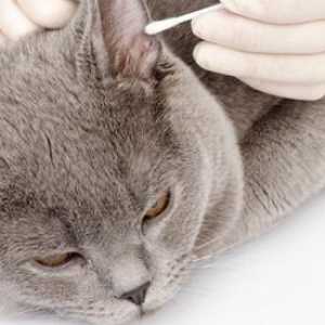 Cum să curețe corect urechile unei pisici? Cum să cureți urechile pentru pisicile îndoite?