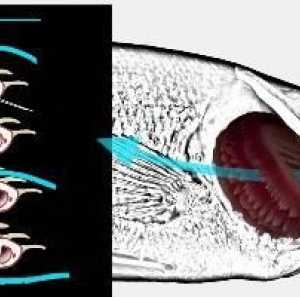 Cum respira peștele? Organe respiratorii de pește. Cum acționează peștii sub apă?