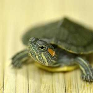 Cum și ce să hrăniți broasca țestoasă roșiatică la domiciliu