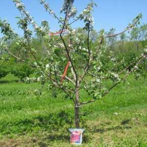 Cum și când să plantăm răsaduri de pomi fructiferi în primăvară?
