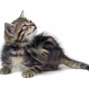 Cum sa scapi de purici in pisici: metode eficiente de lupta si prevenire