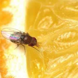 Cum sa scapi de Drosophila: modalitati sigure si eficiente