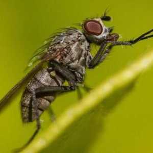 Cum să scapi de muște într-o casă de lemn? Remedii populare și produse chimice de uz casnic