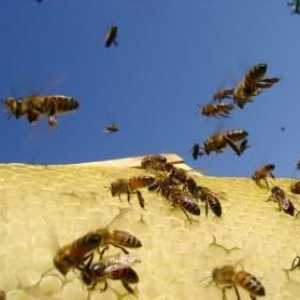 Cum să scapi de albine pe site-ul tău