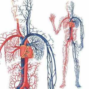 Cum intră sângele din artere în vene? Fiziologia circulației sângelui. Sânge și circulația sângelui