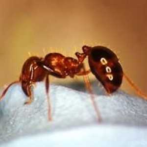Cum să tratăm mușcăturile de furnici