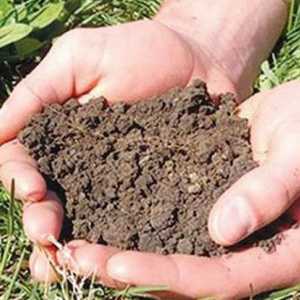 Cum se poate îmbunătăți fertilitatea solului? Aflați ce determină fertilitatea solului