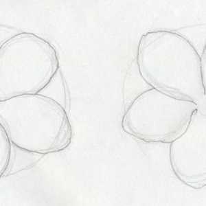 Cum de a desena o floare de stacojiu: o lecție de desen pas cu pas