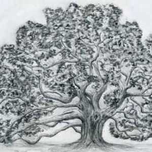 Cum de a desena un stejar: recomandări practice