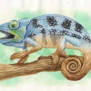 Cum de a desena un chameleon: o descriere pas cu pas pentru incepatori