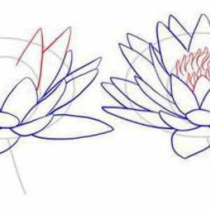 Cum de a desena un lotus: Un ghid pentru incepatori