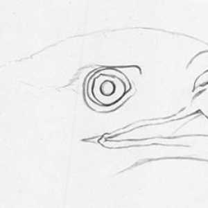 Cum de a desena un vultur în creion pas cu pas