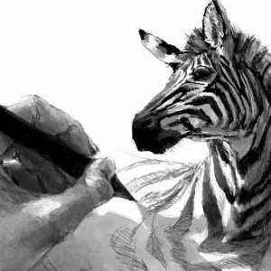 Cum de a desena un zebră clasic și plin de umor