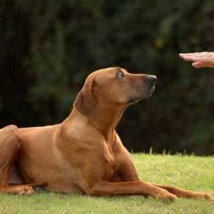 Cum să înveți echipa `Die! `Dog: modalități și recomandări practice