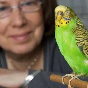 Cum să predați papagalii ondulați să vorbească - comunicarea cu un animal de companie cu pene