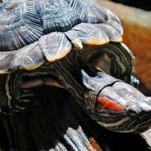 Cum de a determina vârsta broaștei de broască țestoasă cu semne externe?