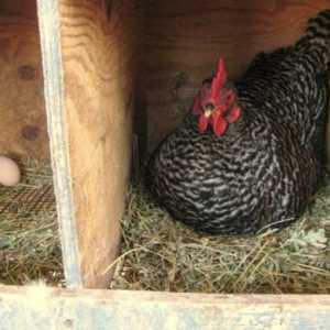 Cum se determină vârsta găinilor ouătoare: formarea unei case productive
