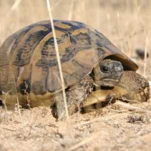 Cum de a determina vârsta unei broaște țestoase? Două moduri simple