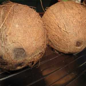 Cum de a deschide o nucă de cocos acasă fără pierderi și cu un efort minim