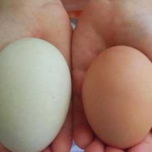 Cum să distingem un ou crud de fiert. Câteva secrete