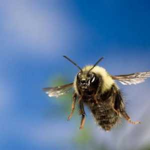 Cum ajung albinele acasă? Versiuni multiple