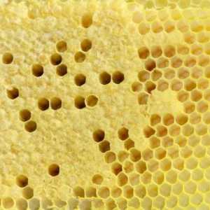 Cum albinele creează o locuință și ce este o fagure de miere?