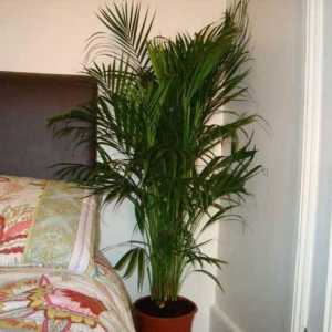 Cum să transplantați un palmier la domiciliu: instrucțiuni pas cu pas