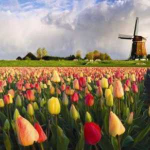 Cum să obțineți și să aplicați o viză pentru Olanda