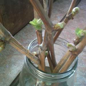 Cum să plantați butași de struguri în primăvară? Struguri din butași
