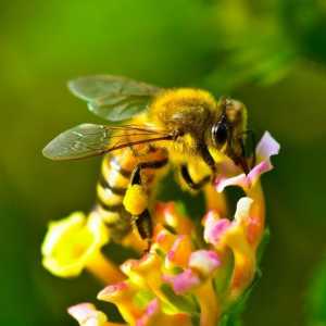 Cum să mâncați în mod corespunzător miere pentru a obține cele mai multe beneficii