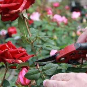 Как продлить жизнь розам в вазе? Уход за срезанными розами