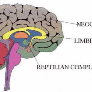 Cum funcționează cortexul? Cerebral cortex