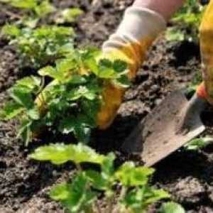 Cum să planteze căpșuni: reguli de bază și nuanțe ale procesului