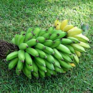Cum crește banana sau ideea de afaceri