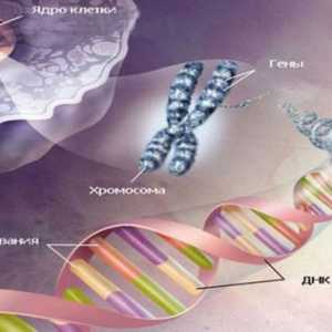 Cum de a rezolva problemele geneticii în domeniul biologiei?