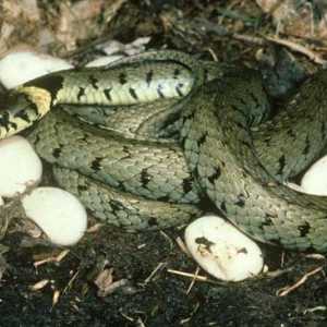 Cum de a da naștere șerpilor lor? Toate ouăle fac ouă?