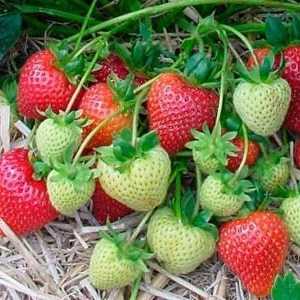 Cum să plantați căpșunile în toamnă: pregătirea solului, tehnologia de plantare și adăpostul pentru…
