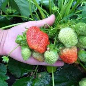 Cum să plantați o mustață de căpșuni pentru a obține o recoltă abundentă