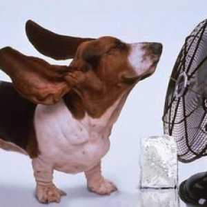 Cum de a face aer condiționat de la un ventilator și alte mijloace improvizate?