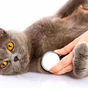Cum se face o pisică o injecție în greabăn: instrucțiuni pas cu pas și recomandări
