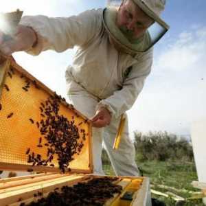 Cum să faci o coadă de albine: instruire pas-cu-pas