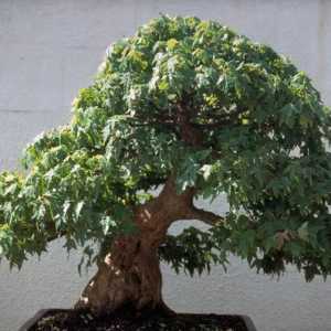 Cum să ai grijă de bonsai? Cum să ai grijă de un copac de bonsai