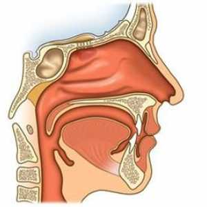 Cum este aranjat nasul. Cavitatea nazală, trăsăturile, funcțiile și structura acesteia