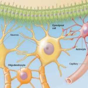 Cum este celula nervoasă? Celulele sistemului nervos