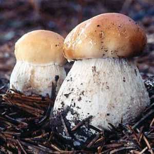 Cum se fierbe ciupercile albe: informații utile
