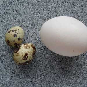 Cum să gătești ouă pentru prepelițe pentru copii? Ouă de prepel pentru copii alergici