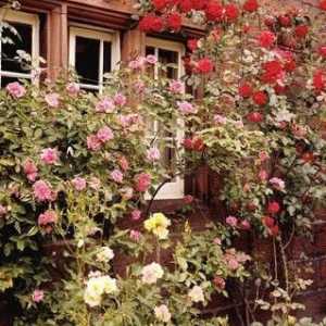 Cum sa tai trandafiri in primavara? Cum de a tăia trandafirii agățați în primăvara, vara și toamna?