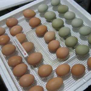 Cum sa alegi un ou pentru un incubator? Așezarea ouălor în incubator