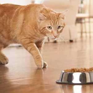 Cum sa alegi un aliment de calitate pentru rasele mari de pisici?