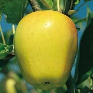 Cum arată arborele de măr? Descrierea lemnului și a fructelor